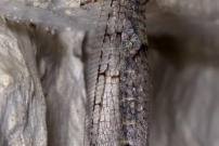 Le Fourmilion longicorne (Neuroptre - Myrmeleontidae - Distoleon tetragrammicus)